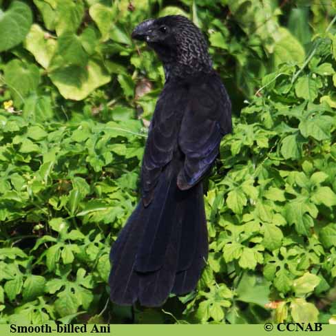 Smooth-billed Ani