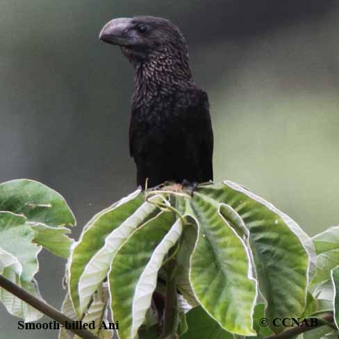 Smooth-billed Ani