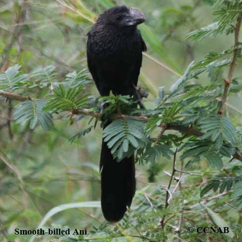 Smooth-billed Ani