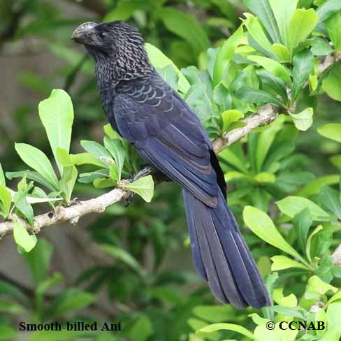 Smooth-billed Ani