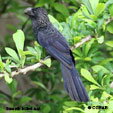 Smooth-billed Ani