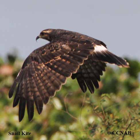 Snail Kite