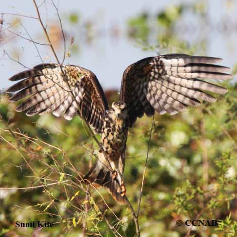 Snail Kite