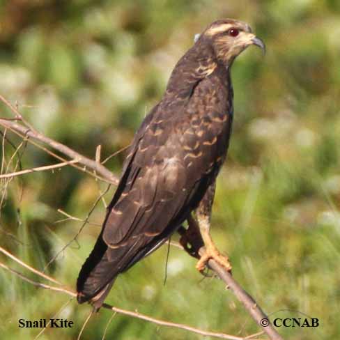 Snail Kite