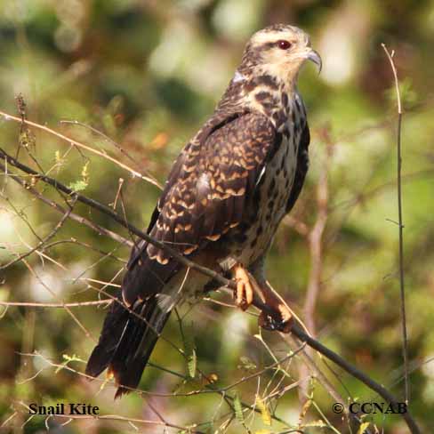 Snail Kite