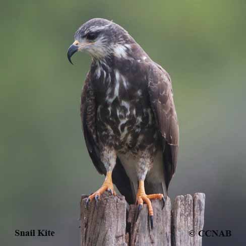 Snail Kite