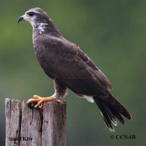 Snail Kite