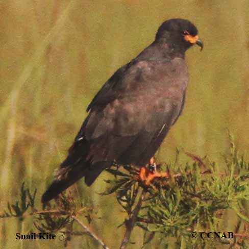 Snail Kite