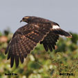 Snail Kite