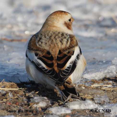 Snow Bunting