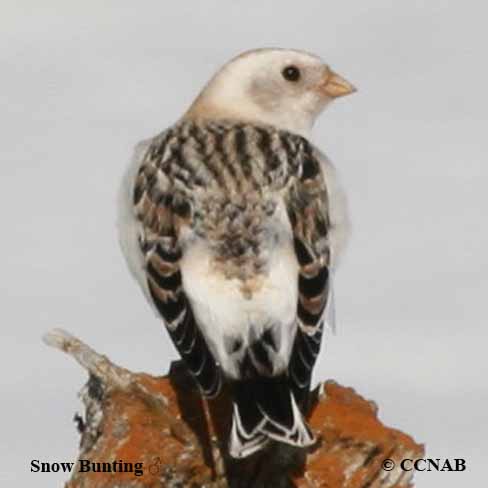 Snow Bunting