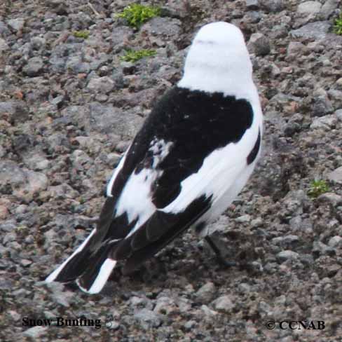 Snow Bunting