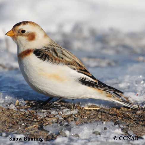 Snow Bunting