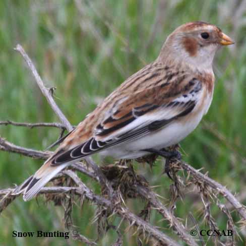 Snow Bunting