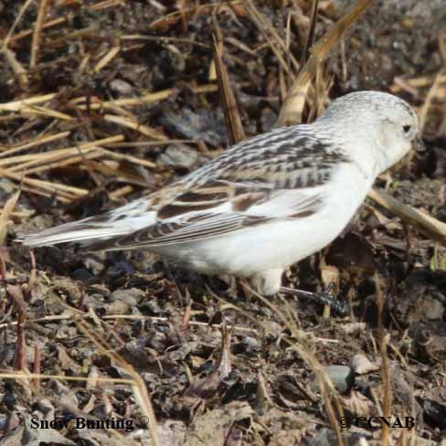 Snow Bunting