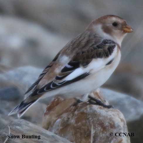 Snow Bunting