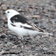 Snow Bunting range map