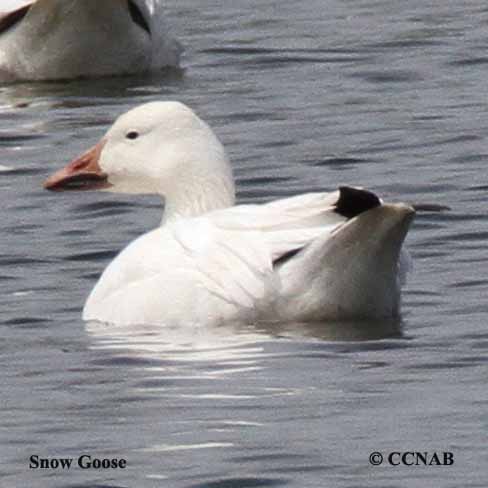 Snow Goose