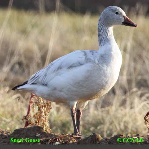 Snow Goose