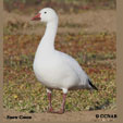 Snow Goose range map