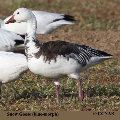 Snow Goose (blue-morph)