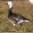 Snow Goose (blue-morph) range map