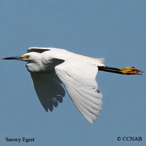 Snowy Egret