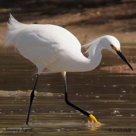 Snowy Egret