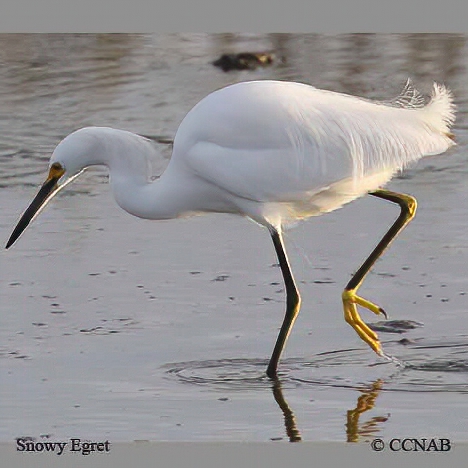 Snowy Egret