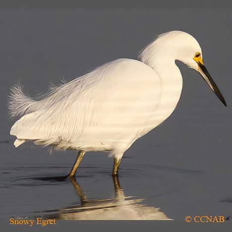 Snowy Egret