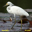 Snowy Egret