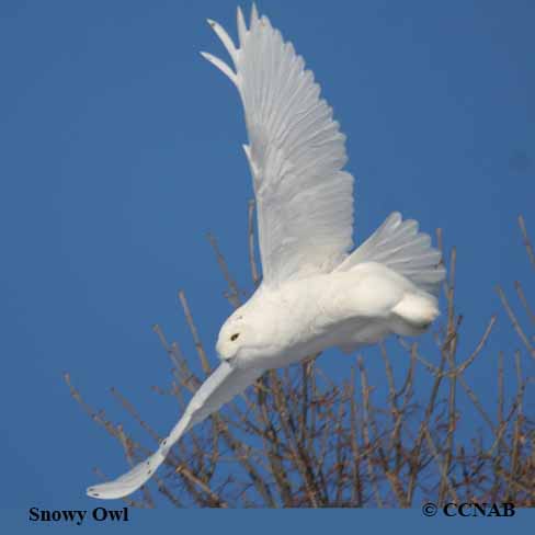 Snowy Owl