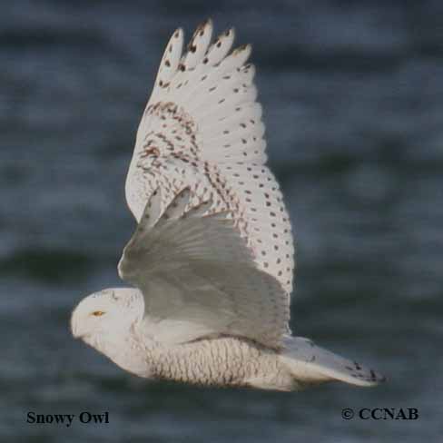 Snowy Owl