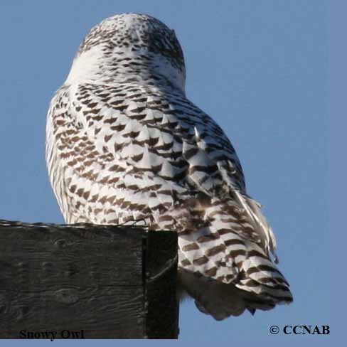 Snowy Owl