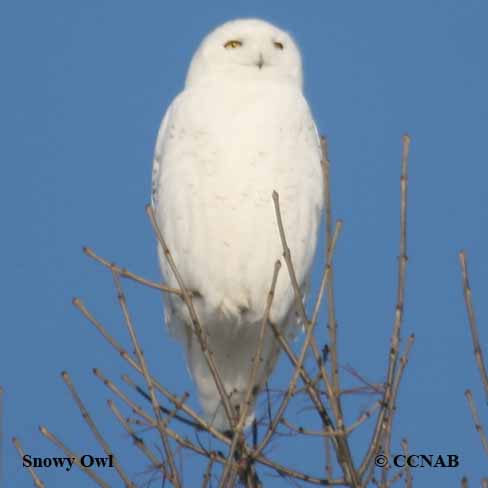 Snowy Owl