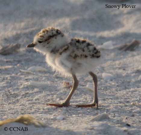 Snowy Plover