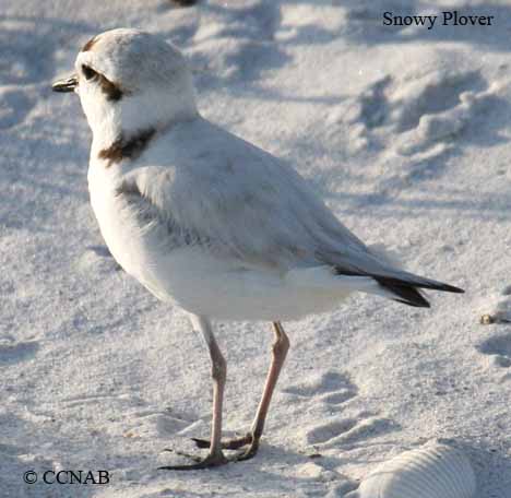 Snowy Plover