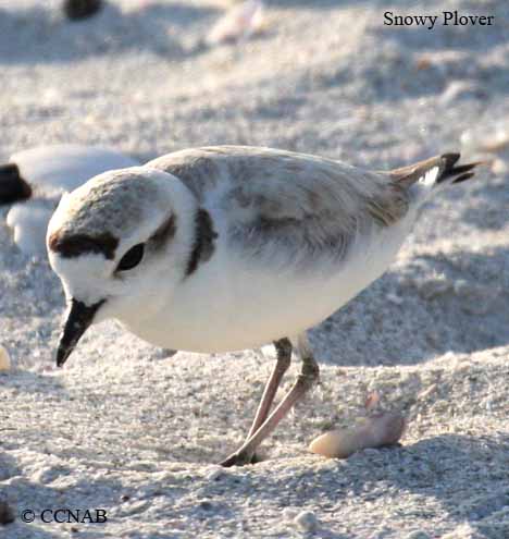 Snowy Plover