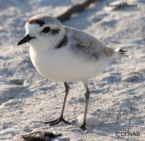 Snowy Plover