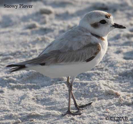 Birds of North America