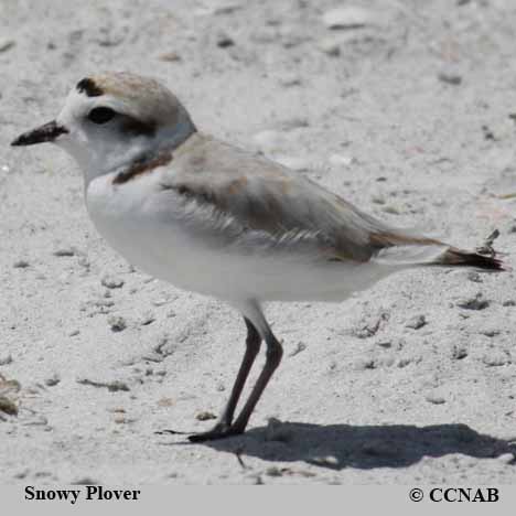 Snowy Plover