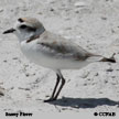 Snowy Plover