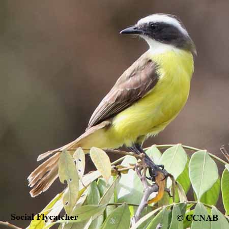 Social Flycatcher