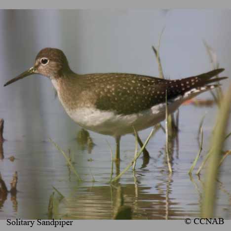 Solitary Sandpiper