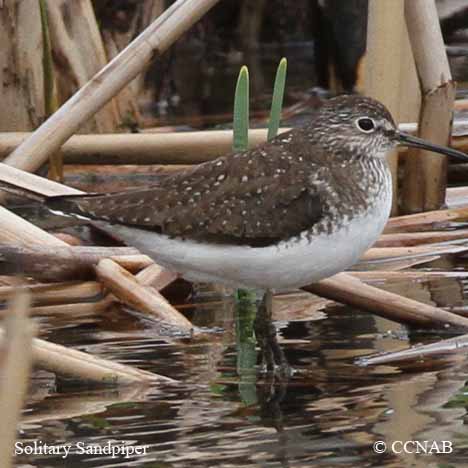 Solitary Sandpiper