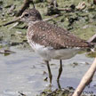 Solitary Sandpiper range map