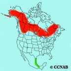 Solitary Sandpiper range map