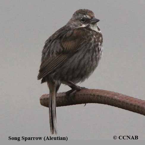 Song Sparrow (Aleutian)