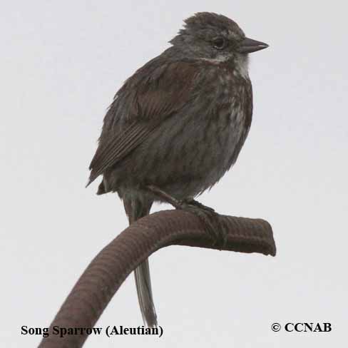 Song Sparrow (Aleutian)