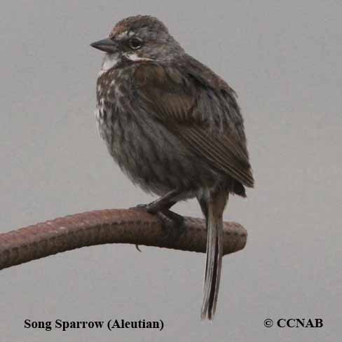 Birds of North America